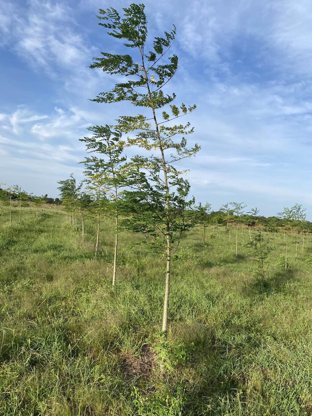 Planta de moringa desarrollada en el campo