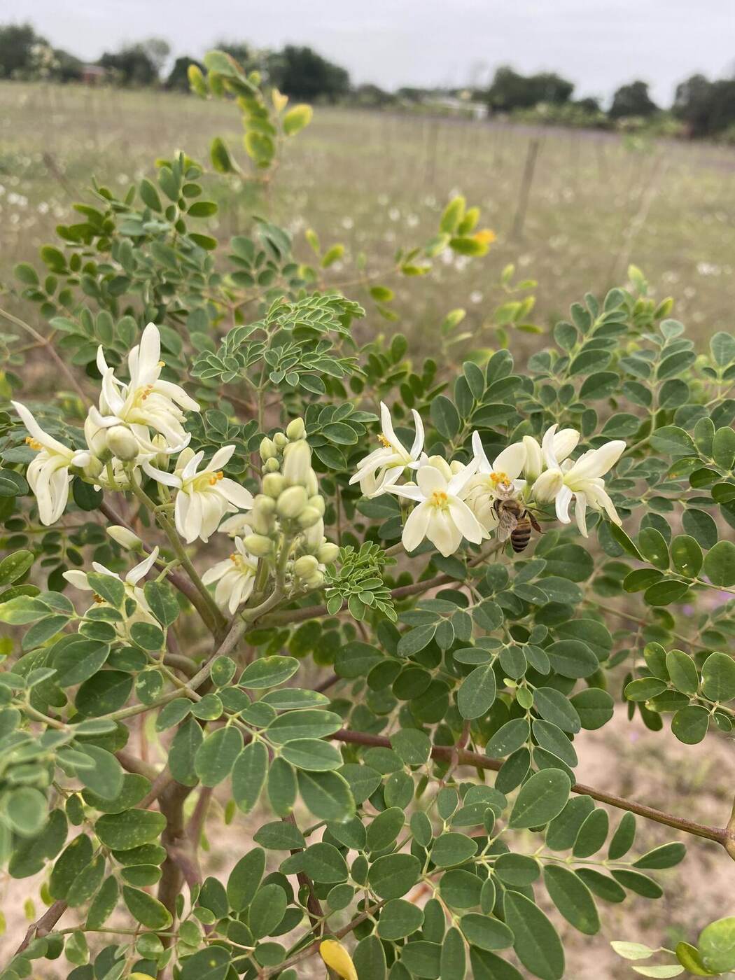 Flor de moringa