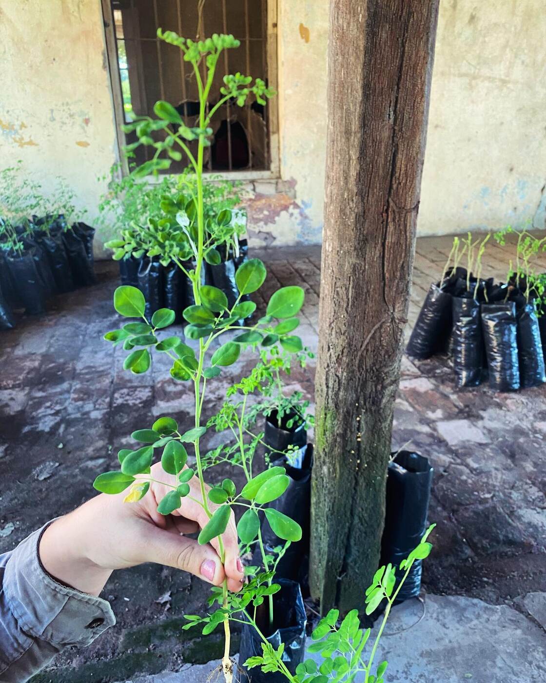 Almácigo de moringa en el vivero de La Moré