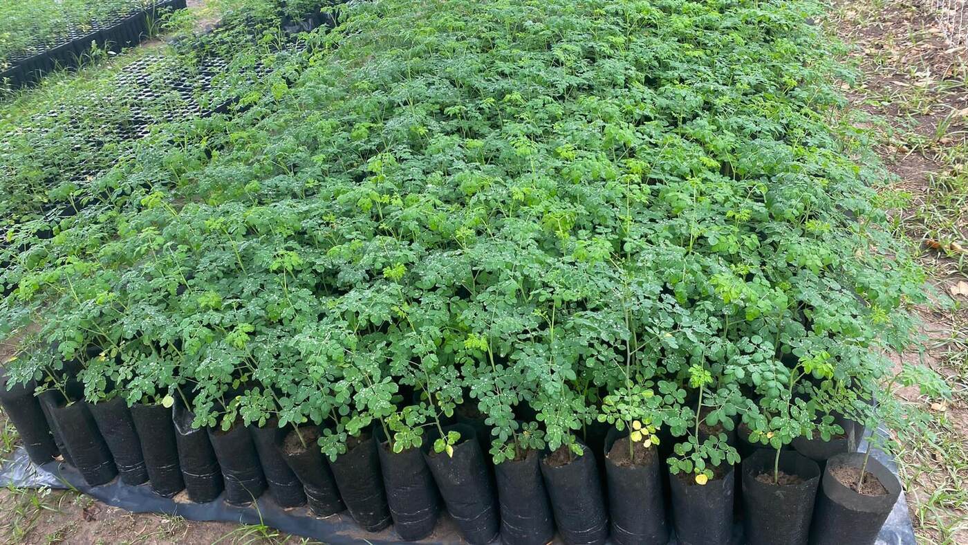 Almácigos de moringa en bandejas del vivero