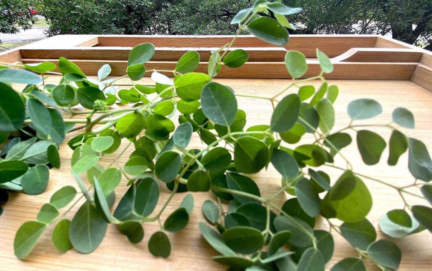 Vivero de moringa bajo media sombra en Makallé, Chaco
