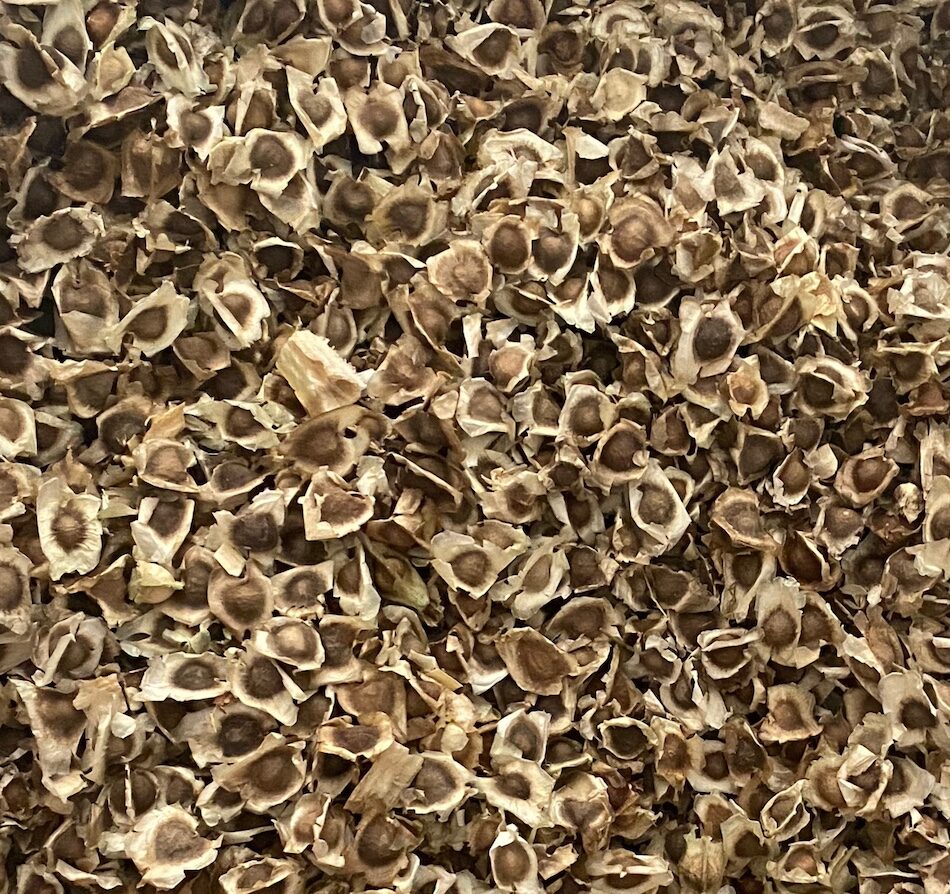 Semillas de moringa para consumir