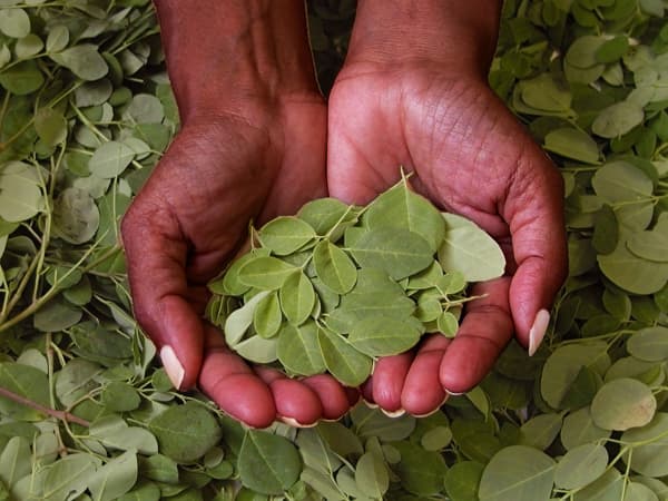 Moringa en hojas trituradas