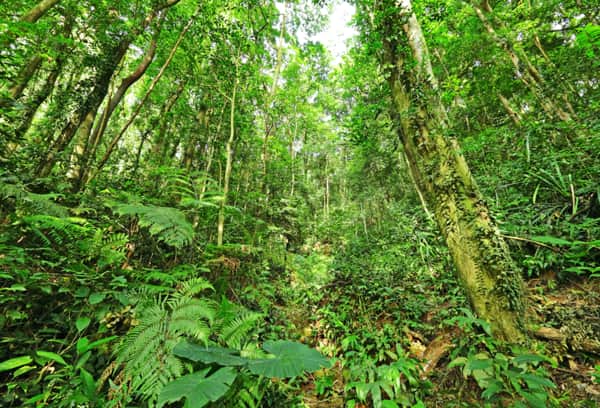 selva misionera moringa el moringuero